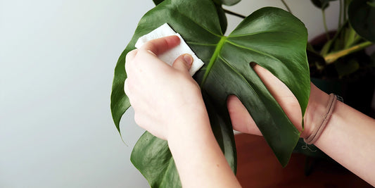 5 Tips to help limit dust In our homes